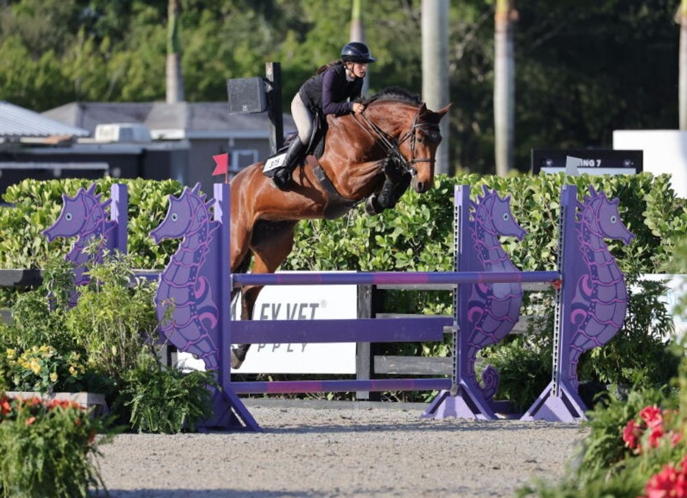 Nevena (by Douglas) ridden by Belen Guarderas. Sold in the 2024 auction